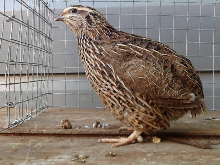 quail conditions at home breed selection