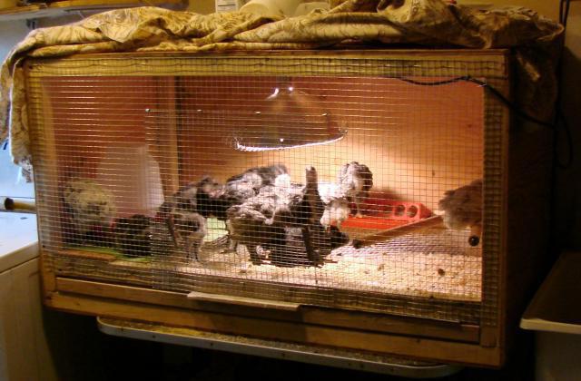 quail conditions at home incubation