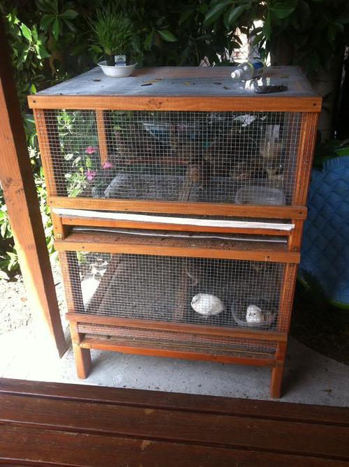 keeping and feeding quails at home