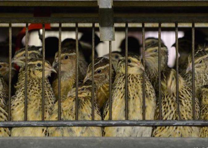 conditions for keeping quails at home