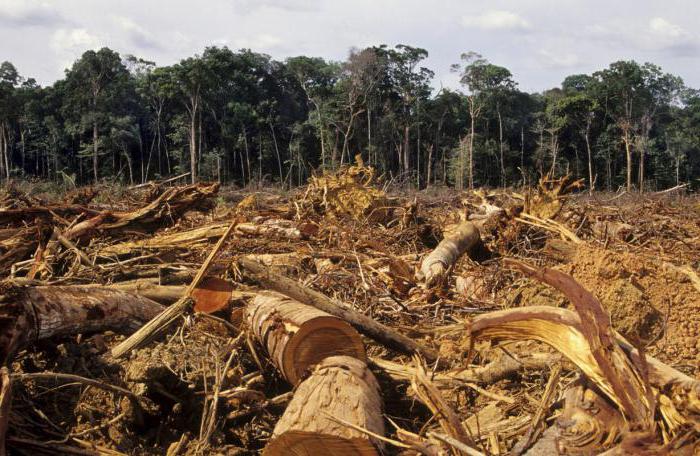 bene per abbattere alberi