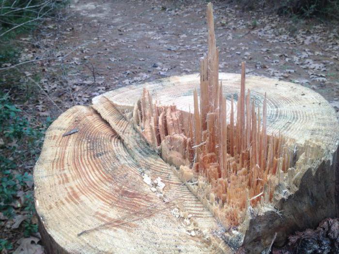 bírság egy fa kivágásáért egy városban