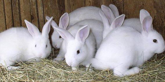 DIY konijnenboerderij
