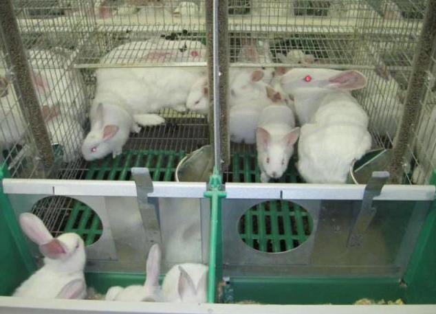 Kaninchenfarm-Projekt