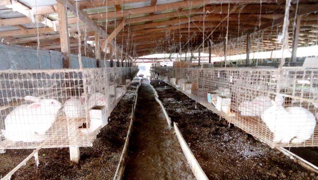 Kaninchenfarmen in Belarus