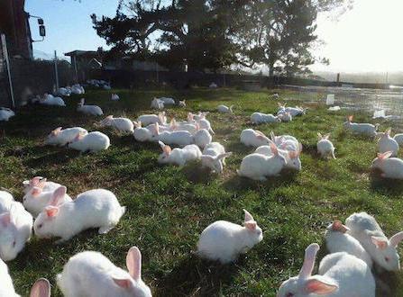 rabbit farm as a business