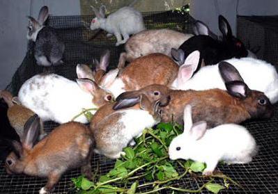 ferma de iepuri