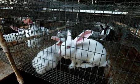 konijnenkwekerijen in Tatarstan