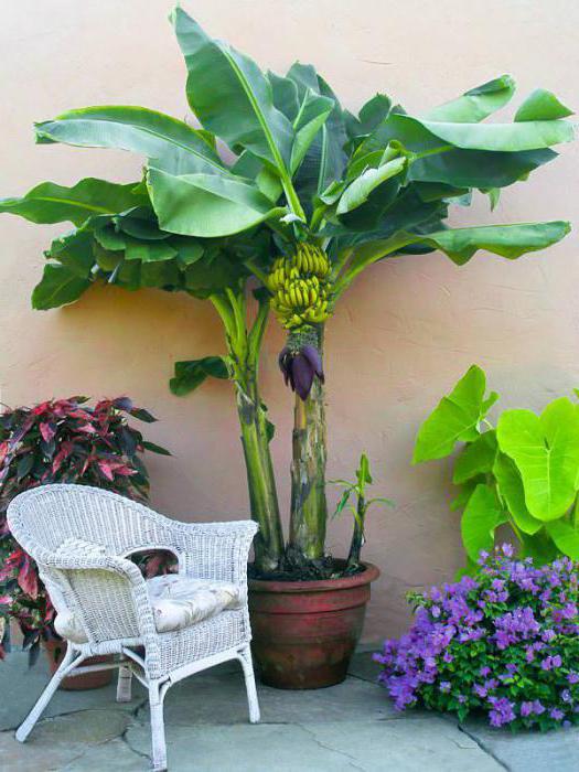 how to grow a banana at home