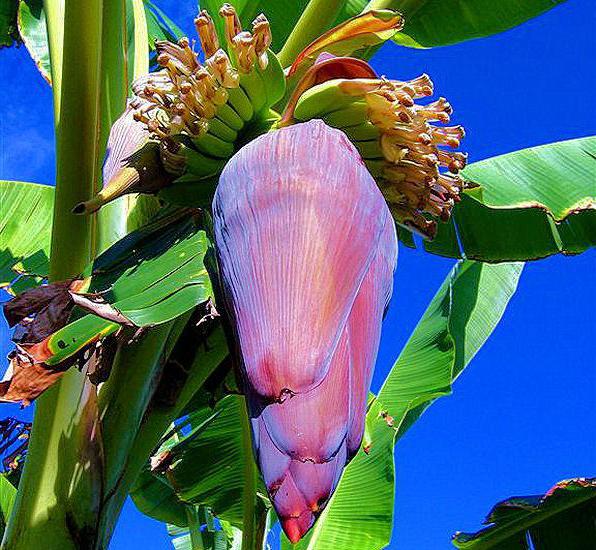 Lehet-e banánt termeszteni otthon?