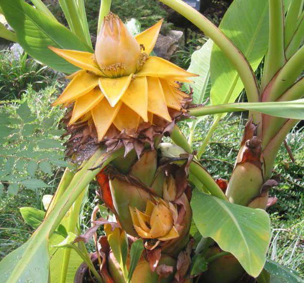 jak pěstovat banán ze semene doma