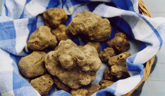 where truffles grow in Russia
