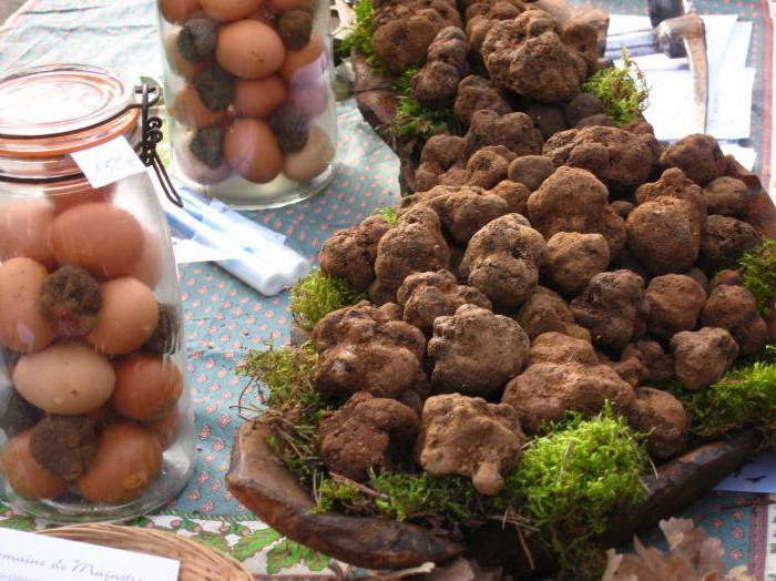 truffle mushroom in Russia where it grows