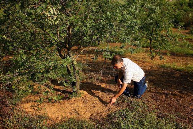 where summer truffle grows in Russia