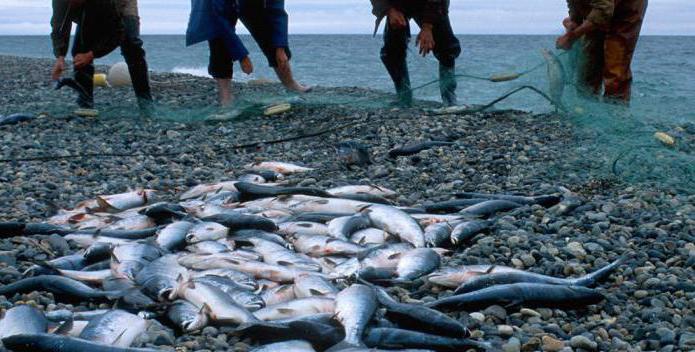 عقاب على الصيد الجائر في روسيا