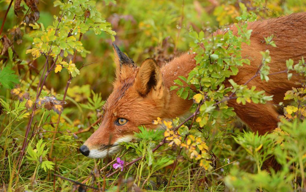 régime juridique des terres forestières