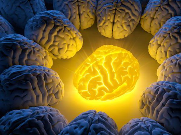 hoe hersenen te ontwikkelen