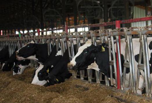 thuis boerderij foto