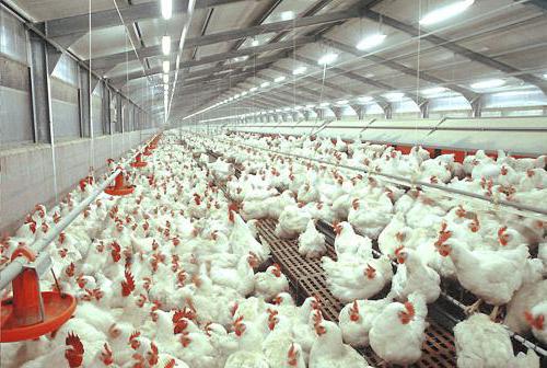 growing broilers in cages