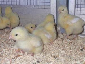growing broilers for meat