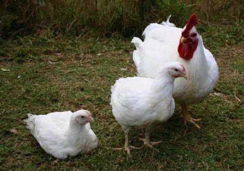 תרנגולות עוף