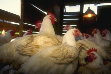 кокошки бройлери в домашни условия