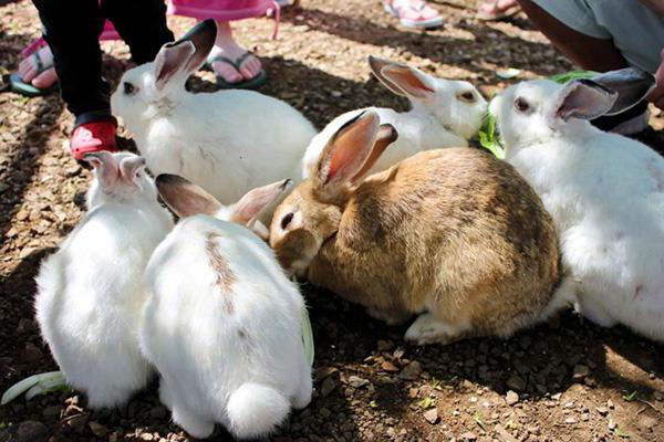 krmivo pro hodnocení králíků