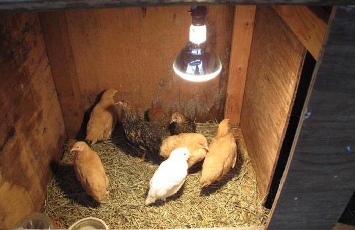 Hühnerhaus-Desinfektionslampen