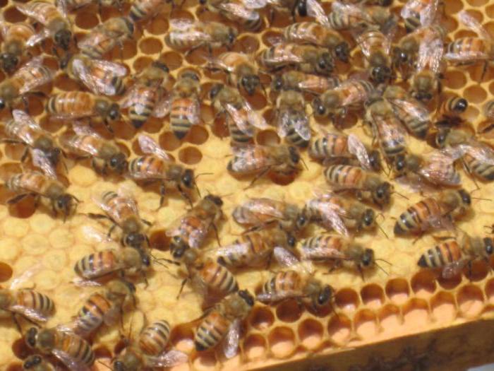 Chov včel a chov pro začátečníky