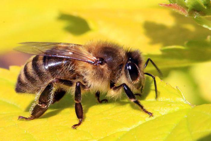 indítsa el a méh tenyésztést
