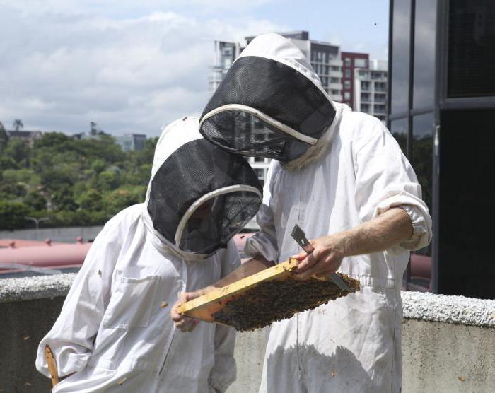 Creșterea albinelor pentru clasa de master pentru începători