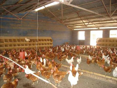 Poultry breeding as a business