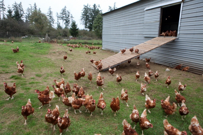 Poultry Growing