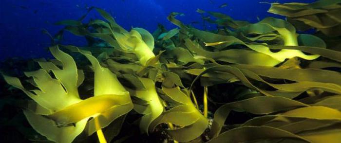 recursos biològics del mar