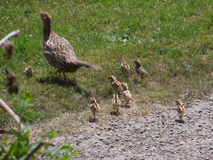 pheasants breeding and keeping at home photo