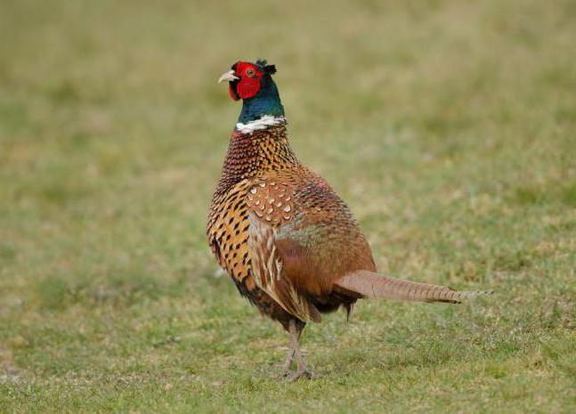 pheasants breeding and keeping at home poultry