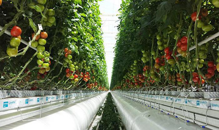 industrial greenhouses photo