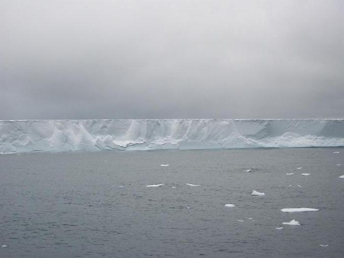 antarktiszi köröm ale