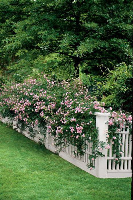 височина и други правила и разпоредби за монтиране на оградата