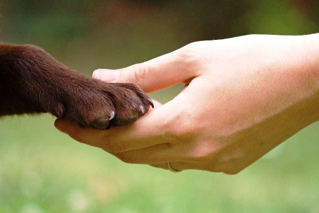 organisations de défense des droits des animaux en Russie