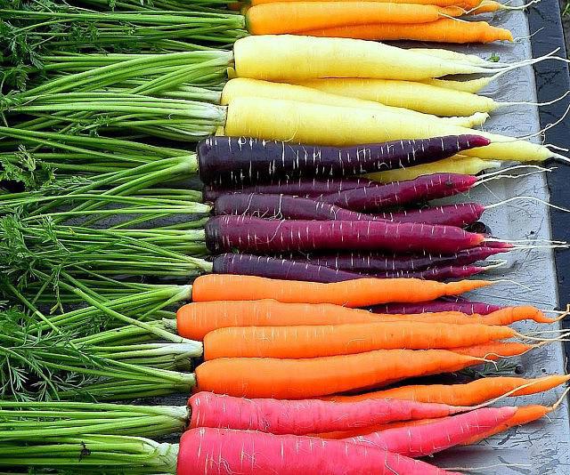 колко пъти един морков дава плод в живота