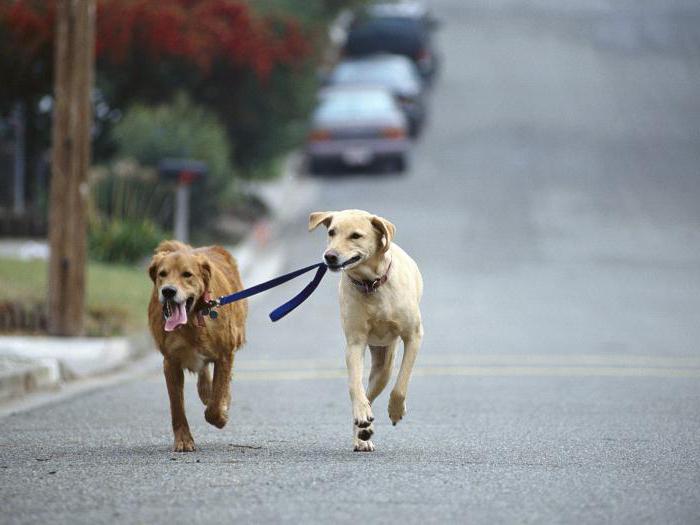 pravidla pro pěší psy ve městě, zákon Ruské federace