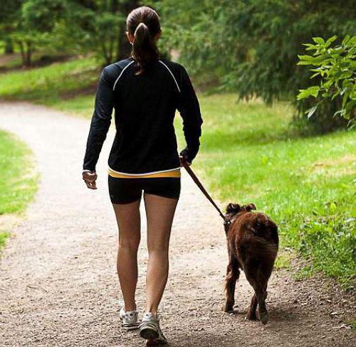 kutyák tartására és sétálására vonatkozó szabályok