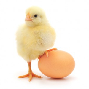 poultry farm business plan