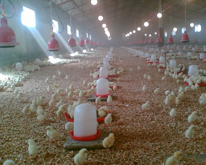 how to build a chicken farm