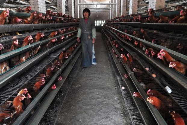 hoe een kippenboerderij te openen