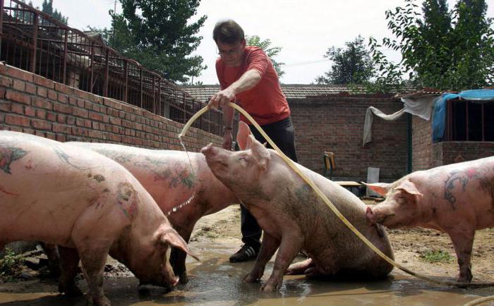 varkenshouderijen in het Stavropol-gebied