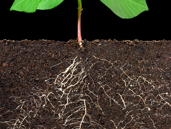 The root system of the plant in the soil