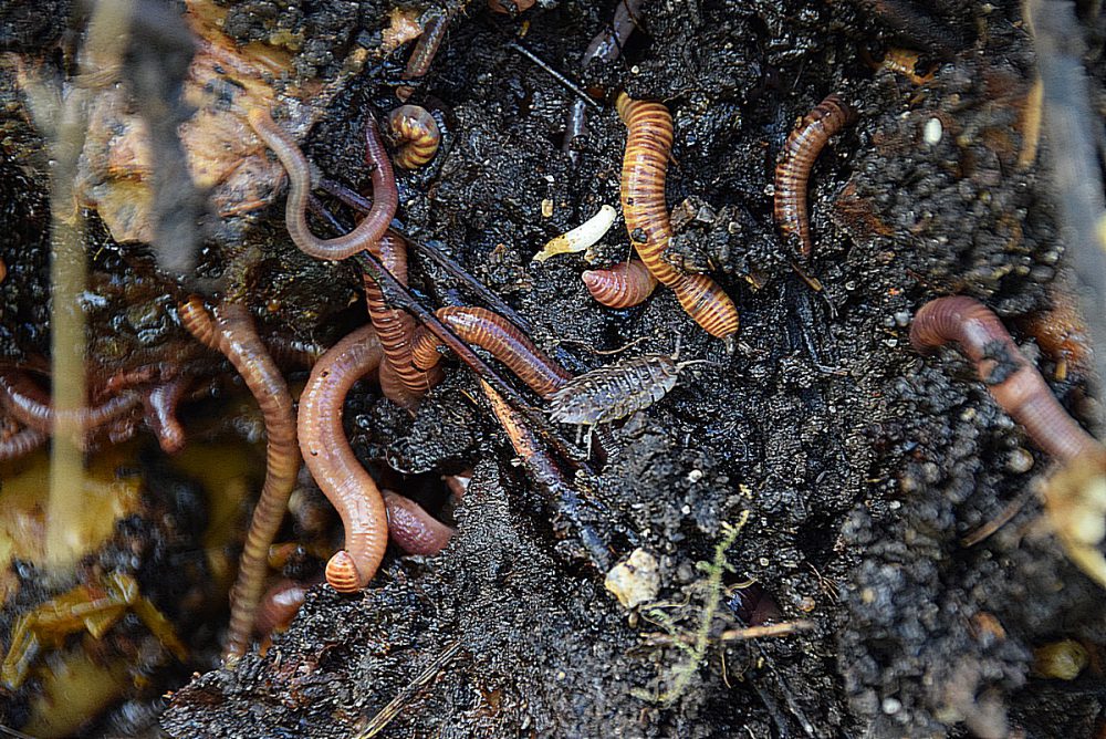 Červy v pôde