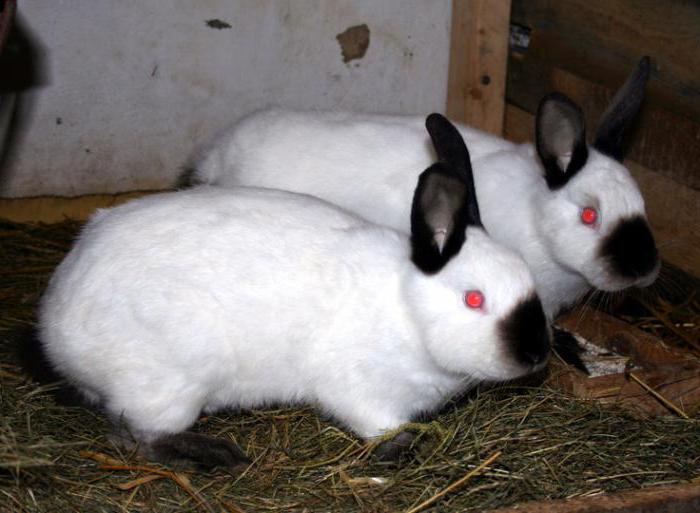 Fokken van konijnen in Californië